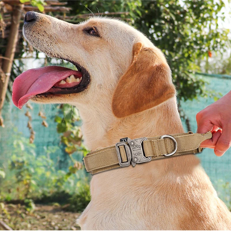 Conjunto de correa y collar para perro.